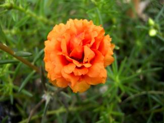 Japanese Rose Flower