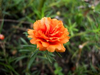 Japanese Rose Flower