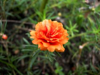 Japanese Rose Flower