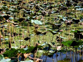Lotus Pond
