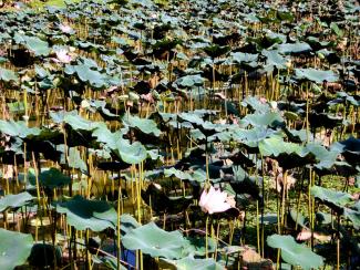 Lotus Pond